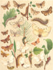 MOTHS. Lasiocampidae-Satin Eggars, Black White Brown Gold-tail;Arches;Gipsy 1903