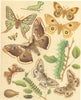 MOTHS. Bombyces. Great Peacock; Austrian Emperor; Tau; Sloe Blackthorn 1903