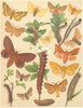 EGGAR MOTHS. Lackey, Grass; Drinker, Lappet, Hawthorn; Plum 1903 old print