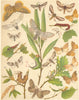 HOOK TIP MOTHS. Scarce Pebble, Scalloped, Oak, Barred, Dark Barred Kitten 1903