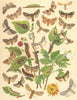 MOTHS. Pine Processionary;Buff Arches;Peach-Batis;Poplar Lutestring;horned 1903