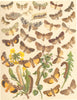 OWL MOTHS. Marbled Green, Beauty; Marvel Jour; Double Dart 1903 old print