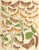 MOTHS. Noctuae-Owl;Orache. Angleshades;Green. Old Lady. Gothic;Golden Ear; 1903
