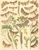 OWL MOTHS. True Lover Knot;Flame;Sword-grass;Turnip,Archer,White Line Dart 1903