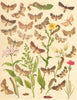 NOCTUAE MOTHS. Pale-shouldered Brocade; Dog's Tooth; Nutmeg; Ranunculus 1903