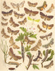 NOCTUAE MOTHS. Brindled Green;Marvel--Jour;Double-spot Brocade;Ealing Glory 1903