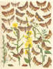 OWL MOTHS. Mullein;Starwort;Chamomile Shark;Wormwood;Green Silver-Spangle 1903