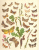 OWL MOTHS. Beautiful,Yellow Underwing;Marbled,Spotted Clover;Pease-blossom 1903