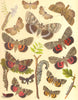 OWL MOTHS. Clifden Nonpareil. Dark Light Red Crimson; Blackneck; Oak; Ash 1903