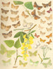 MOTHS. Beautiful Hook-tip;Waved Black;Lesser Belle;Common Fan-foot;Snout 1903