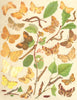THORN MOTHS. Geometrae-Loopers;Aug;Canary-shouldered;Sep;Early;Lunar;Purple 1903