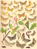 LOOPER MOTHS. Geometrae;Little Thorn;Speckled Yellow;Sharp-angled Peacock 1903