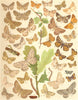 LOOPER MOTHS.Ringed Carpet;Satin;Mottled,Gt Oak,Pale,Speckled,Willow Beauty 1903