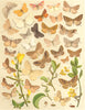 LOOPER MOTHS. Geometrae;Grey Scalloped Bar;Grass Wave;Mallow;Chalk Carpet 1903