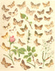 LOOPER MOTHS. Reticulated,Blue Carpet; Phoenix; Spinach; Yellow; Purple Bar 1903