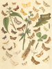 MOTHS. Starry Brindle; Scarce Crimson & Gold; Wavy-barred Sable; White Spot 1903