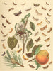 TORTRIX MOTHS.White Foot,Chequered Pebble,Double Orange Spot,Lemon,Resin 1903