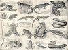 AMPHIBIANS.Batrachians.Siphonops;Frog;Salamander;Newt;Axolotl;Proteus;Siren 1907