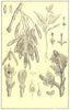 TREE.Ash(Fraxinus excelsior);unfolding bud;flower;Androgynous;stamen;pistil 1907