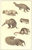 ANIMALS. Pangolin;3-banded Armadillo;Aardvark;Pichiciago;Tamandua;Ant-Eater 1907