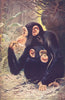 PRIMATES. Chimpanzee (Anthropopithecus Niger)  1907 old antique print picture