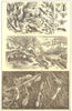ANTS. Red Ant, Horse Ant, Honey Ant, Leaf-Carrying Ant, Yellow Ant 1907 print