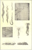 ANNULATA ANNELIDS. Heteronereis; Glycera; Rock Needle; Hermella; Earth Worm 1907