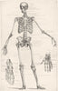 BIOLOGY. Anatomy- The Human Skeleton 1907 old antique vintage print picture