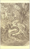 SNAKES. Anaconda (Eunectes murinus)  1907 old antique vintage print picture