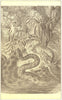 SNAKES. Anaconda (Eunectes murinus)  1907 old antique vintage print picture