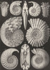 AMMONITES. cordatus,Coupei,opulentus,mammillaris,cavernosus,rotula,Humphryi 1907