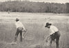 FARMING. The old way of cutting and binding grain 1907 antique print