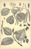 ALDER. Twig budding Catkins(Alnus glutinosa)Flower anther Stamen Fruit Bud 1907