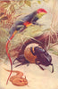 REPTILES. Lizard (Agama colonorum) Beetle (Ateuchus sacer) Horned Viper 1907