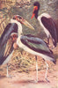 MARIBOU STORK LEPTOPTILUS CRUMENIFER. African Jabirou Mycteria senegalensis 1907