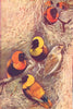 BIRDS. Weaver Birds (Ploceus franciscanus)  1907 old antique print picture