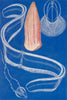 FISH. Ctenophores; Venus Girdle and other Comb-Jellyfish 1907 old print