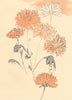 JAPAN. Anonymous study of Chrysanthemums 1890 old antique print picture