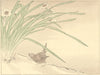 JAPAN. Narcissus and Sparrow 1890 old antique vintage print picture