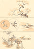 JAPAN. Sketches. By Keisai Yeisen 1890 old antique vintage print picture