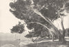 ALPES- MARITIMES. Pins de L'ile Sainte- Marguerite 1900 old antique print