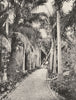 ALPES- MARITIMES. Les Cocotiers du Golfe Juan 1900 old antique print picture