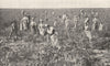 FRANCE. Les Vendanges en Provence 1900 old antique vintage print picture