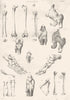 BIOLOGY. Anatomy (2)  1880 old antique vintage print picture