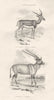 MAMMALS. Antelopes. Cervicapra- Cmn Antelope; O. Leucoryx- Leucoryx 1880 print