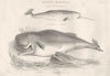 AQUATIC MAMMALIA. Monodon, physeter; Narwhal; Cachalot Spermaceti Whale 1880