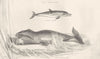 AQUATIC MAMMAL.Delphinus Balaena;Delphis-Dolphin;Mysticetus-Greenland Whale 1880