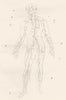 ANATOMY. Arteries of Man 1880 old antique vintage print picture