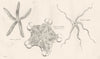 SEA STARS.Asterias;Cylindrica;Pulchellus(Pentagonaster);Euryale Simplex 1880