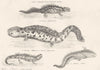 SALAMANDERS.Axolotl,Triton,Protonopsis,Axolotes;Marbled Newt;Hellbender 1880
